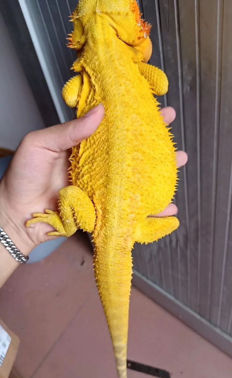 柑橘鬃狮蜥蜴：这个颜色好漂亮