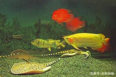 魟鱼能养多大的鱼：家庭养殖条件下，魟鱼能养多大的鱼