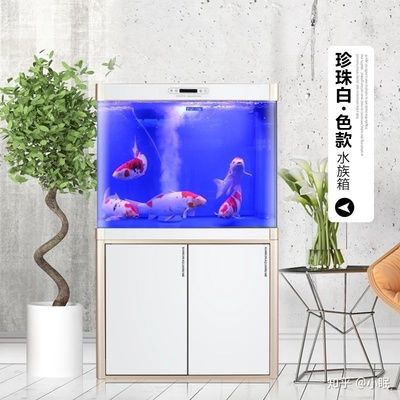 大鱼水族鱼缸：大鱼水族鱼缸是一种多功能的家居装饰品 鱼缸百科 第1张