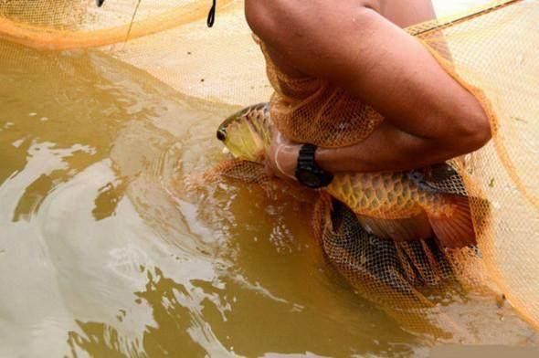 中国野生金龙鱼：中国的野生金龙鱼