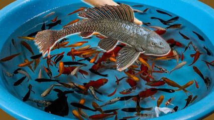 什么是大湖龙鱼类动物：大湖龙鱼类动物是什么？