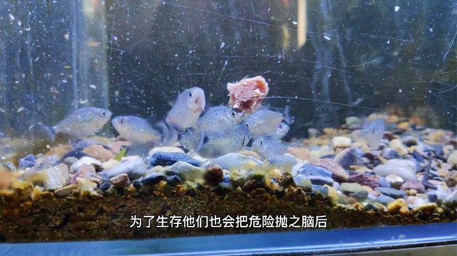 虎鱼一个星期不吃东西怎么回事：虎鱼一个星期不吃东西怎么回事, 虎鱼百科 第3张