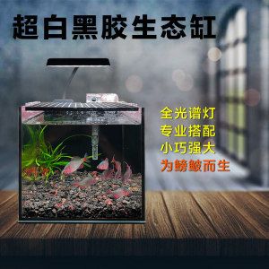 打造生态鱼缸：生态鱼缸的构成与功能 鱼缸百科 第4张