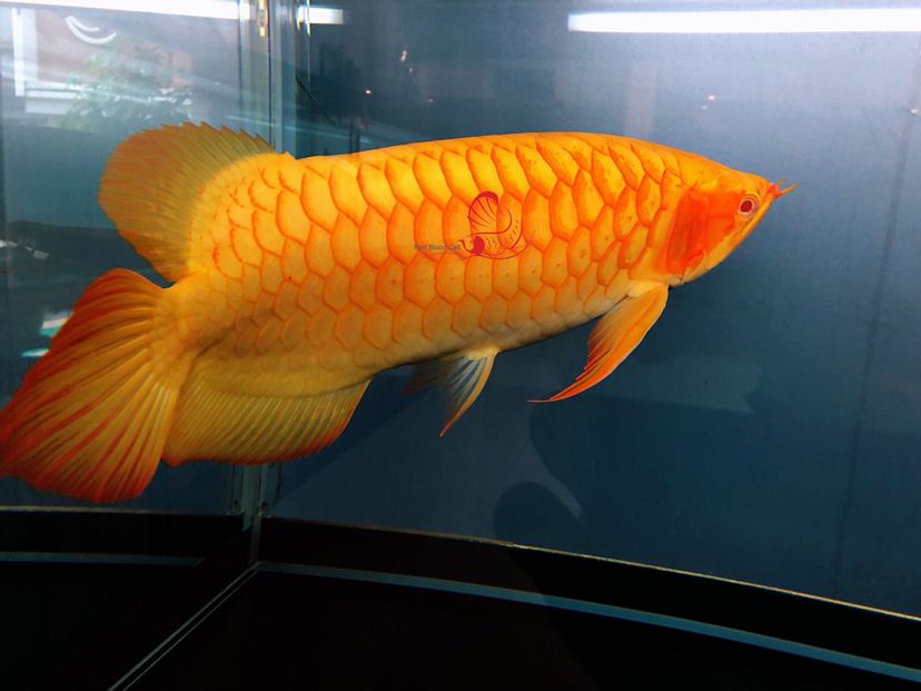 印尼虎鱼咬金龙鱼：印尼虎鱼可以和金龙鱼混养吗？