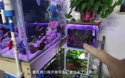 玻璃鱼缸打孔位置：如何选择玻璃鱼缸打孔位置 鱼缸百科 第2张