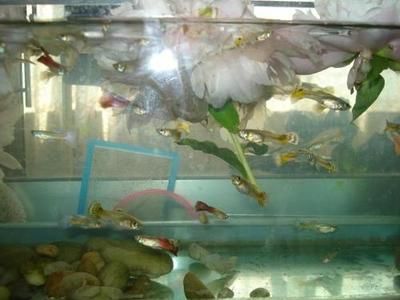大鱼缸养什么鱼粪便少：适合大鱼缸养殖的鱼类