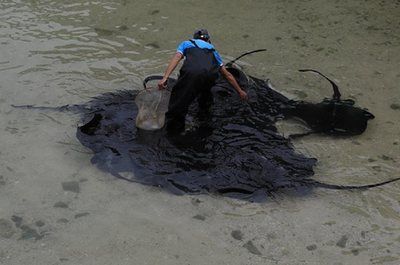 魟鱼换水死亡：魟鱼对水质和水温的要求较高，不当的换水操作可能会导致魟鱼死亡