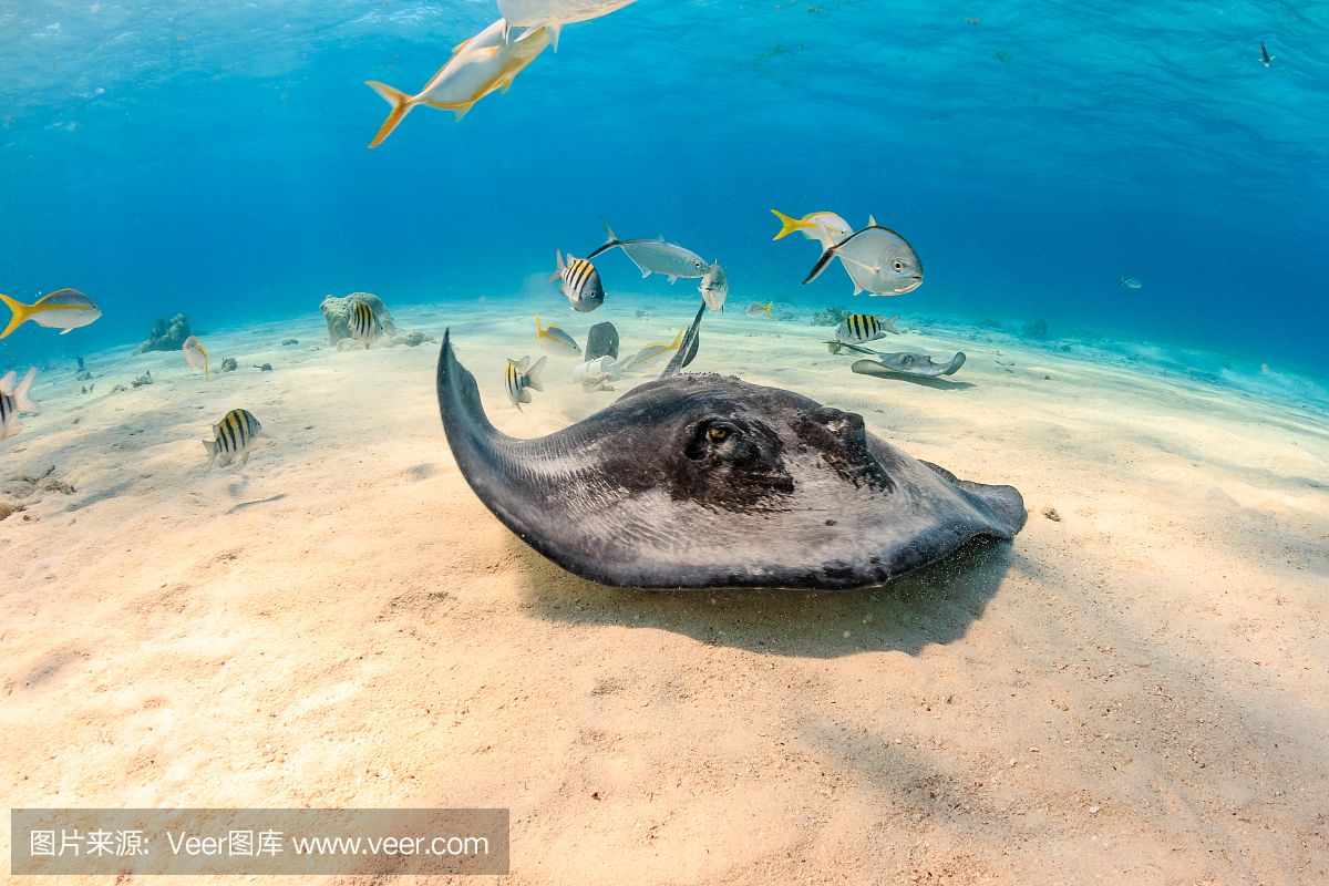 魟鱼浮在水面不动：魟鱼浮在水面不动是什么原因？ 魟鱼百科 第2张