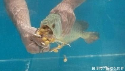 金龙鱼长时间不吃食怎么办 龙鱼百科 第2张