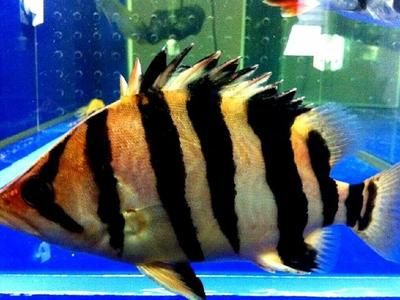 印尼虎鱼吃什么发色好看一点：印尼虎鱼吃什么发色好看