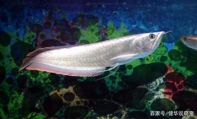 养一条银龙鱼的寓意：银龙鱼在风水学中的几种寓意