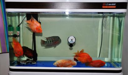 魟鱼适宜温度多少度生长快一点：珍珠魟鱼的适宜生长温度是根据其品种和生活习性来确定的