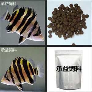 虎鱼怎么训练吃饲料？：如何训练虎鱼吃饲料 虎鱼百科 第3张