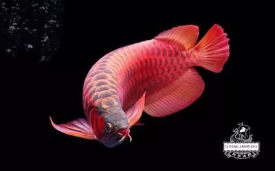 红龙鱼用什么颜色的灯光最好：红龙鱼用什么颜色的灯光最好呢？ 龙鱼百科 第2张