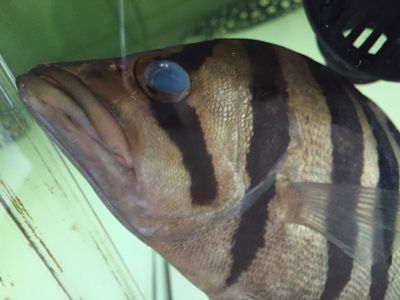 虎鱼的眼睛有点肿胀是怎么回事：虎鱼的眼睛肿胀是怎么回事