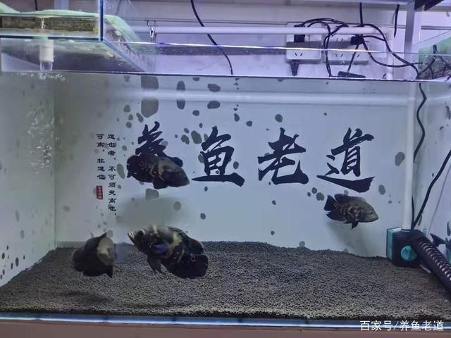 大锦鲤鱼缸 鱼缸百科 第4张