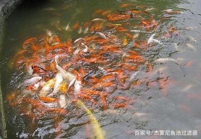 大鱼缸换水多久换一次合适呢：大鱼缸换水的频率取决于多个因素 鱼缸百科 第3张