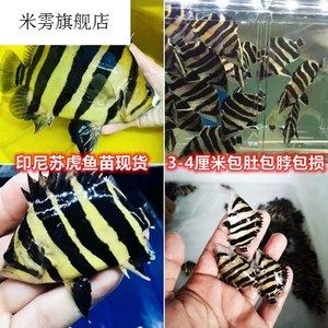 印尼虎鱼最佳配鱼时间：印尼虎鱼的最佳配鱼时间 虎鱼百科 第2张