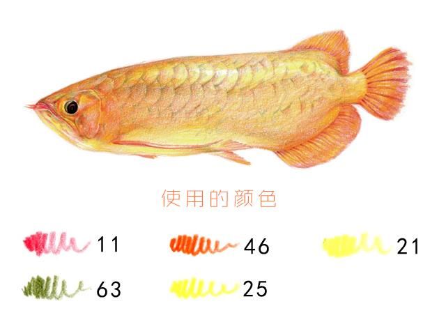 可爱的金龙鱼：金龙鱼是一种备受喜爱的宠物鱼