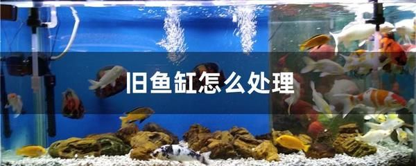 玻璃胶粘的鱼缸怎么拆开：如何清洗鱼缸玻璃胶 鱼缸百科 第3张