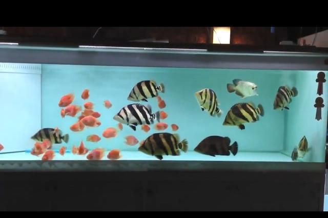 魟鱼用什么底色的缸底：饲养魟鱼的缸底颜色可以选择白色、蓝色、蓝色或者黑色