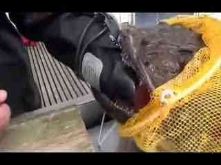 虎鱼吃颗粒饲料视频：虎鱼吃颗粒饲料的视频