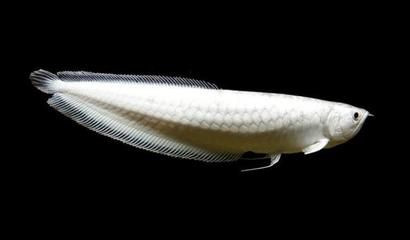 魟鱼大小排名：世界上最大的淡水魟鱼