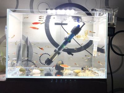 大鱼缸工具鱼有哪些：水族箱生态平衡、鱼缸生态平衡、鱼缸生态平衡的秘密 鱼缸百科 第4张