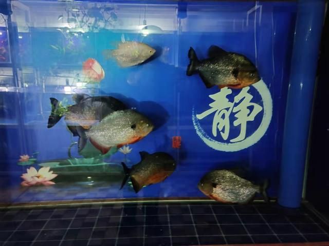 虎鱼大小混养：在水族箱中进行虎鱼的大小混养需要注意一些原则和技巧 虎鱼百科 第3张