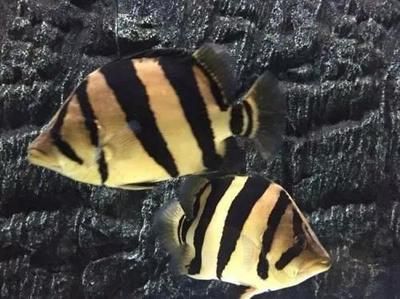 虎鱼和黑纱和暗纹的区别：虎鱼和黑纱有什么区别？