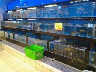 超市鱼缸的鱼该怎么养呢：在超市的鱼缸中养鱼需要注意以下几个方面和注意事项 鱼缸 第1张