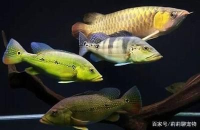 虎鱼混养的鱼有哪些图片：几种适合与虎鱼混养的鱼