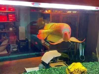 龙鱼灯应该怎样摆放：龙鱼掉眼的原因有很多，龙鱼灯应该怎样摆放龙鱼灯的摆放