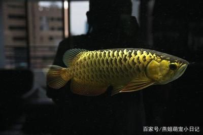 金头过背金龙鱼是怎样的鱼：金头过背金龙鱼是一种经过人工杂交和饲养环境改善的金龙鱼品种
