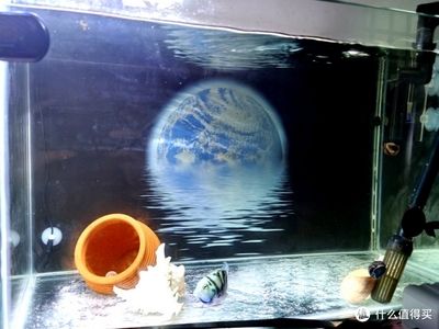 超白金晶玻璃鱼缸折射原理：超白玻璃鱼缸的折射原理 鱼缸 第2张