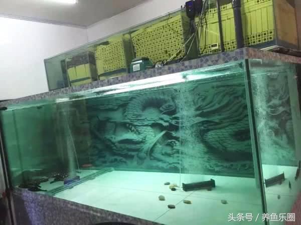 魟鱼入缸多久可以换水养：魟鱼入缸多久可以换水养,