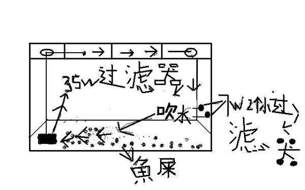 龙鱼撞缸后一直不吃东西：“龙鱼撞缸后一直不吃东西”，可能是由于多种原因引起的