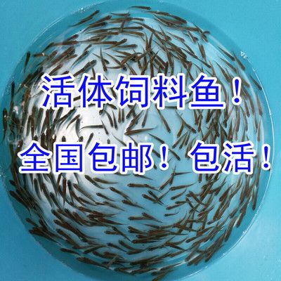 小虎鱼吃饲料吗会死吗：小虎鱼可以吃饲料吗？ 虎鱼百科 第3张