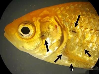 龙鱼鱼鳍起水泡：龙鱼鱼鳍起水泡可能是由于水质问题、疾病或水温变化引起的