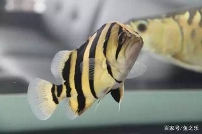 虎鱼食量：泰国虎鱼的食量如何？