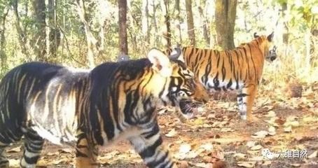 印度野生黑虎：印度野生黑虎在印度存在性是一个长期以来备受关注的话题