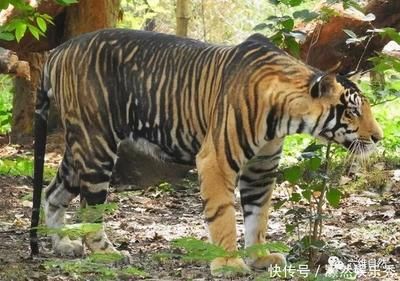 印度野生黑虎：印度野生黑虎在印度存在性是一个长期以来备受关注的话题