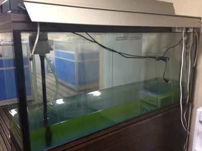 大型海水鱼缸换水视频：大型海水鱼缸换水的具体方法和技巧 鱼缸百科 第3张