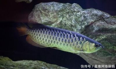 龙鱼 沉底