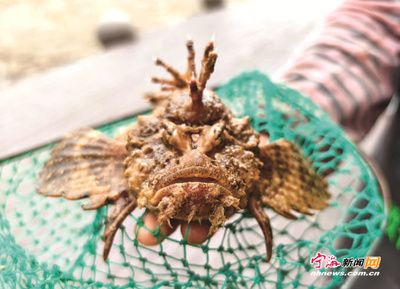 虎鱼很凶吗：关于虎鱼的毒性，有两种不同的说法，捕捞时要小心 虎鱼百科 第2张