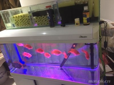 森森600鱼缸质量好吗：森森600鱼缸怎么样？ 森森鱼缸