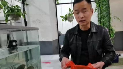 大梅赶海鱼缸怎么养活的：大梅是如何在鱼缸中养活捕获的海洋生物的 鱼缸百科 第4张