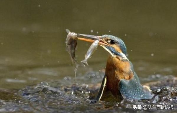 虎鱼对水深有没有影响视频：虎鱼对水深有一定的要求吗？ 虎鱼百科 第3张