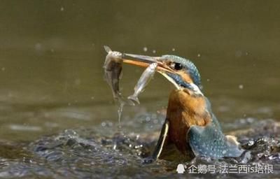 虎鱼对水深有没有影响视频：虎鱼对水深有一定的要求吗？ 虎鱼百科 第2张