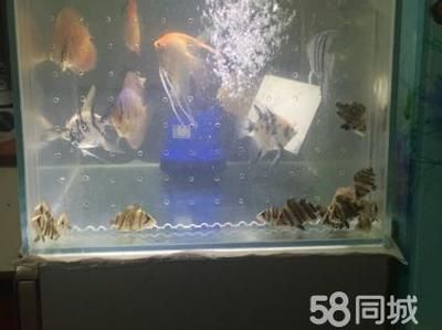 养虎鱼多大的缸：养虎鱼所需鱼缸大小 虎鱼百科 第2张